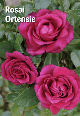 Rosai Ortensie