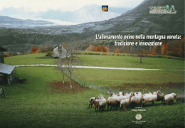 L`allevamento ovino nella montagna veneta