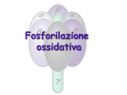 17 - Fosforilazione ossidativa