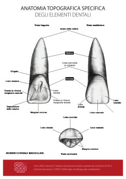 anatomia topografica specifica degli elementi dentali