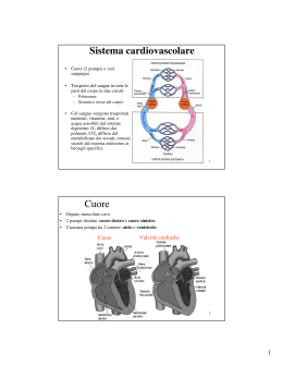 Sistema cardiovascolare Cuore