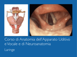 Corso di Anatomia dell`Apparato Uditivo e Vocale e di Neuroanatomia