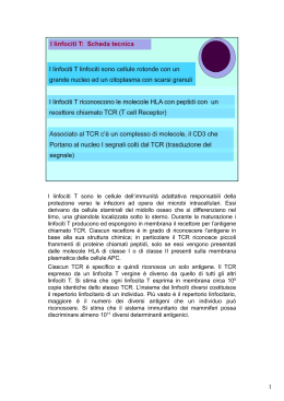 I linfociti T sono le cellule dell`immunità adattativa responsabili della