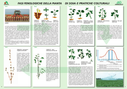 fasi fenologiche della pianta di soia e pratiche colturali