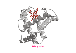 Mioglobina