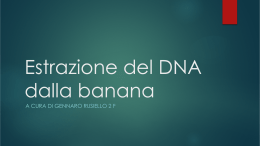 Estrazione del DNA dalla banana
