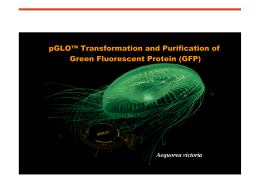 GFP - Biocomputing.it