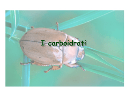 I carboidrati