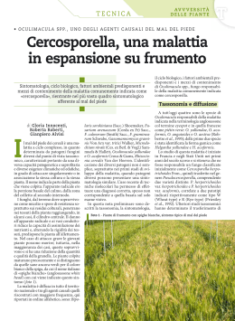 Cercosporella frumento7 - Consorzio Agrario dell`Emilia
