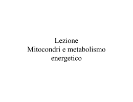 Lezione 6 Mitocondri e metabolismo energetico