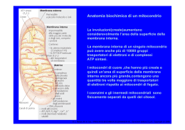 Anatomia biochimica di un mitocondrio