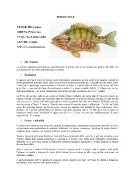 PERSICO SOLE CLASSE: Osteichthyes ORDINE: Perciformes