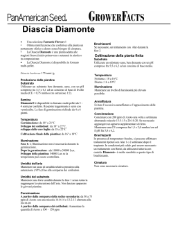 Diascia Diamonte