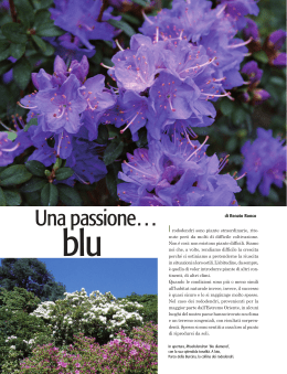 gd 4 rododendro:fiori e arbusti gd9