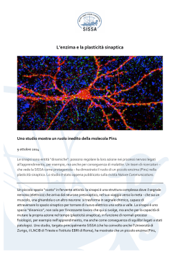 L`enzima e la plasticità sinaptica