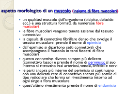 aspetto morfologico di un muscolo (insieme di fibre muscolari)