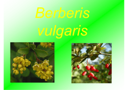 Berberis vulgaris - Associazione per i Vivai ProNatura