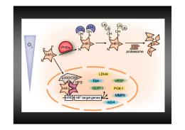 An oxygen-regulated switch in the protein synthesis 2015