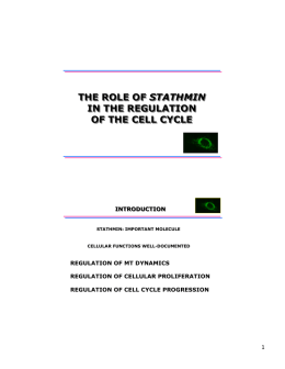 THE ROLE OF STATHMIN IN THE REGULATION OF THE CELL