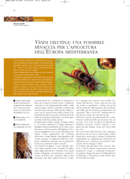 una possibile minaccia per l`apicoltura dell`Europa