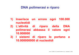 DNA polimerasi e riparo