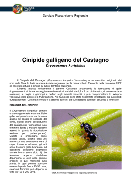 Cinipide galligeno del Castagno - Agricoltura