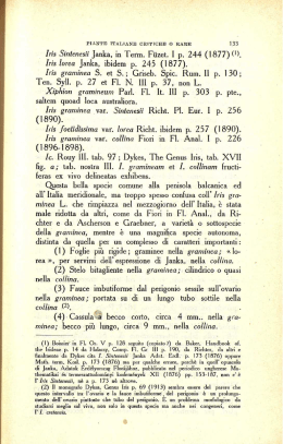 Iris Sintenesii Janka, in Term. Füzet. I p. 244 (1877)0. Iris lorea