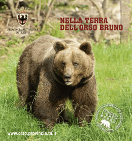 nella terra dell`orso bruno - Provincia Autonoma di Trento