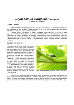 Dryocosmus kuriphilus Yasumatsu - Agricoltura