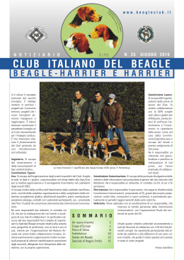Club Italiano del Beagle, beagle