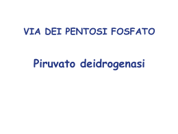 7_pentosiP__piruvato_deidr