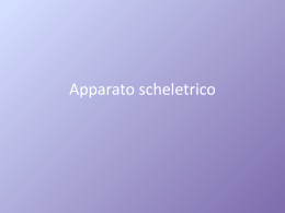 Apparato scheletrico