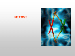 La mitosi