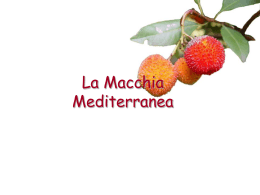 Macchia Mediterranea