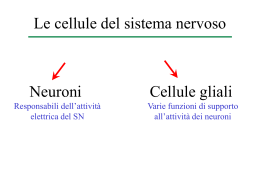 Le cellule del SN - Glia