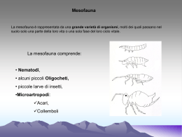 Mesofauna - Scuola Media di Piancavallo