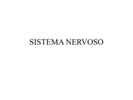 SISTEMA NERVOSO