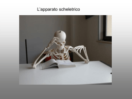scheletro