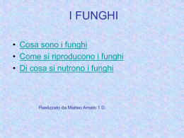 Cosa sono i funghi?