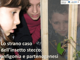Lo strano caso dell`insetto stecco: anfigonia e partenogenesi