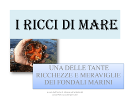 i ricci di mare - "Gesualdo Nosengo" Petrosino