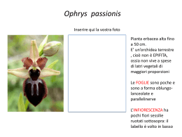 orchidee del gargano - Collegio San Giuseppe De Merode