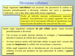 Cromosomi e divisione cellulare