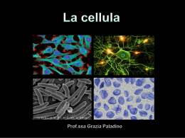 La-cellula (1) - CapovolgiLeScienze