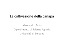 La coltivazione della canapa