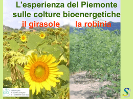 L`esperienza del Piemonte sulle colture bioenergetiche, il girasole la