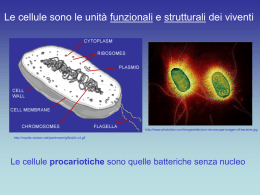 Cellula procariote e eucariote.