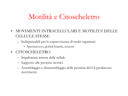 Motilit&agrave; e Citoscheletro