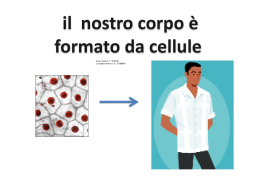 staminali con animazioni - Collegio San Giuseppe De Merode