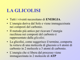 LA GLICOLISI - Liceo Foscarini
